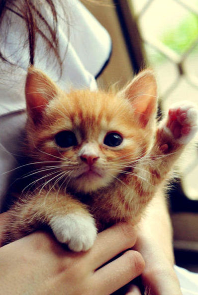 Just Cuteness