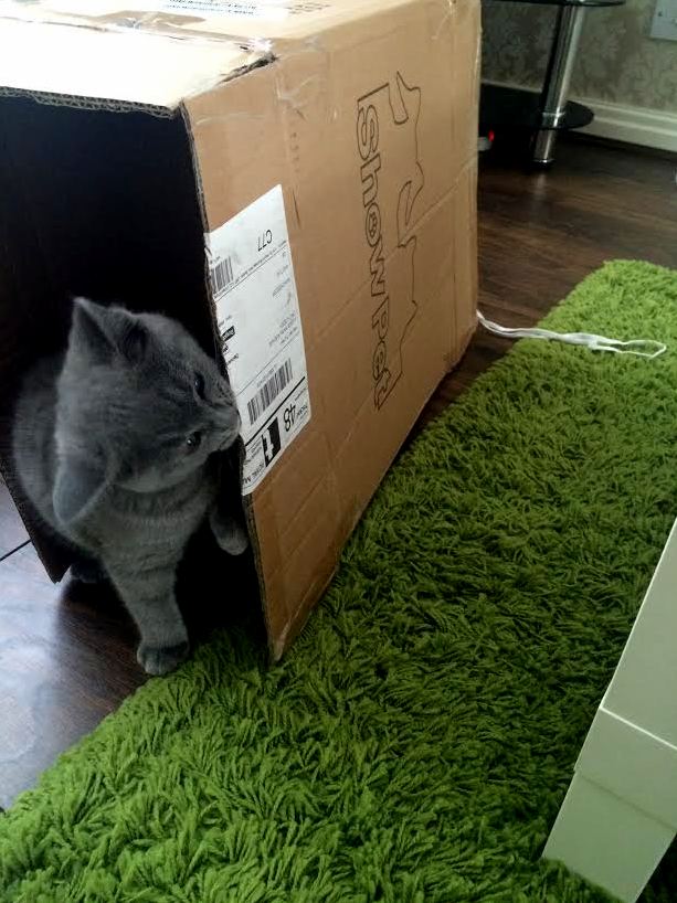 Just Got a Kitten She Rather Play with Shoe Laces and Boxes Than the Toys I Bought Her...