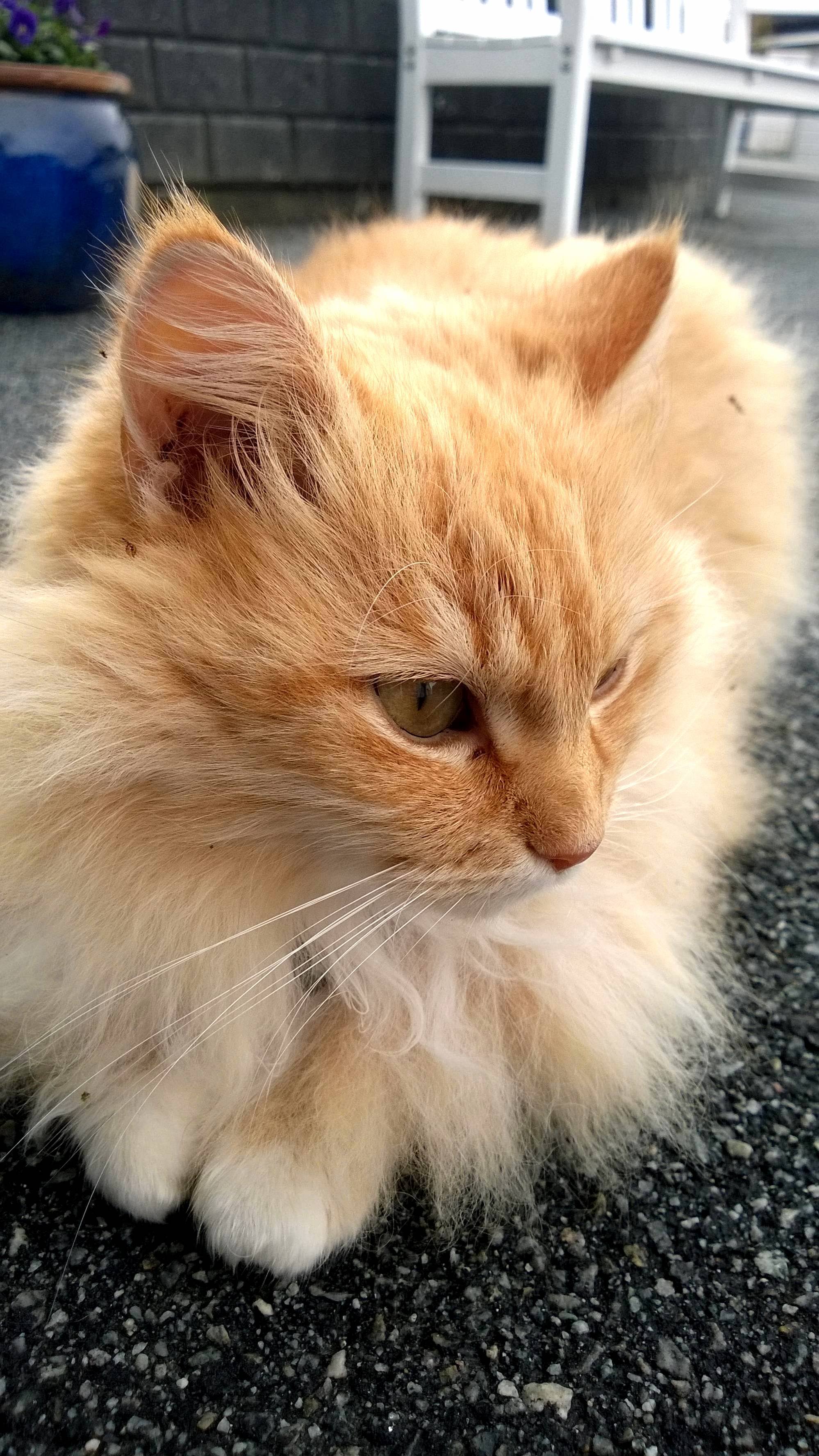 Just Had to Take a Picture When I Saw This Beautiful Cat Laying on the Ground