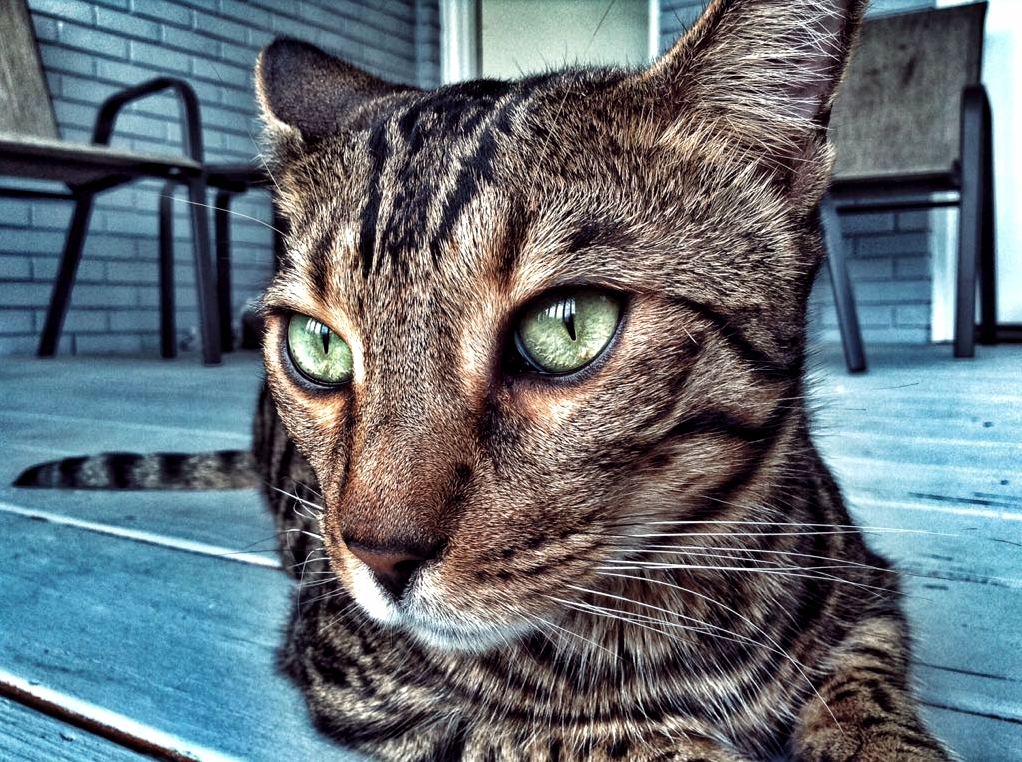 Just My Buddy Boris
