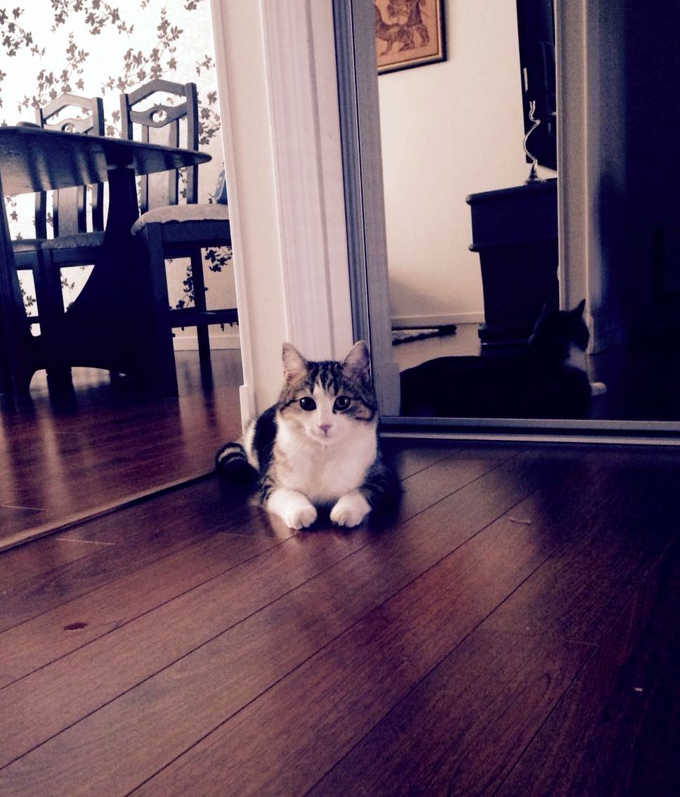 Just Nala Being the Sphinx.