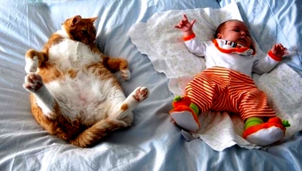 Kitten Is Trying to Copy the Kid...