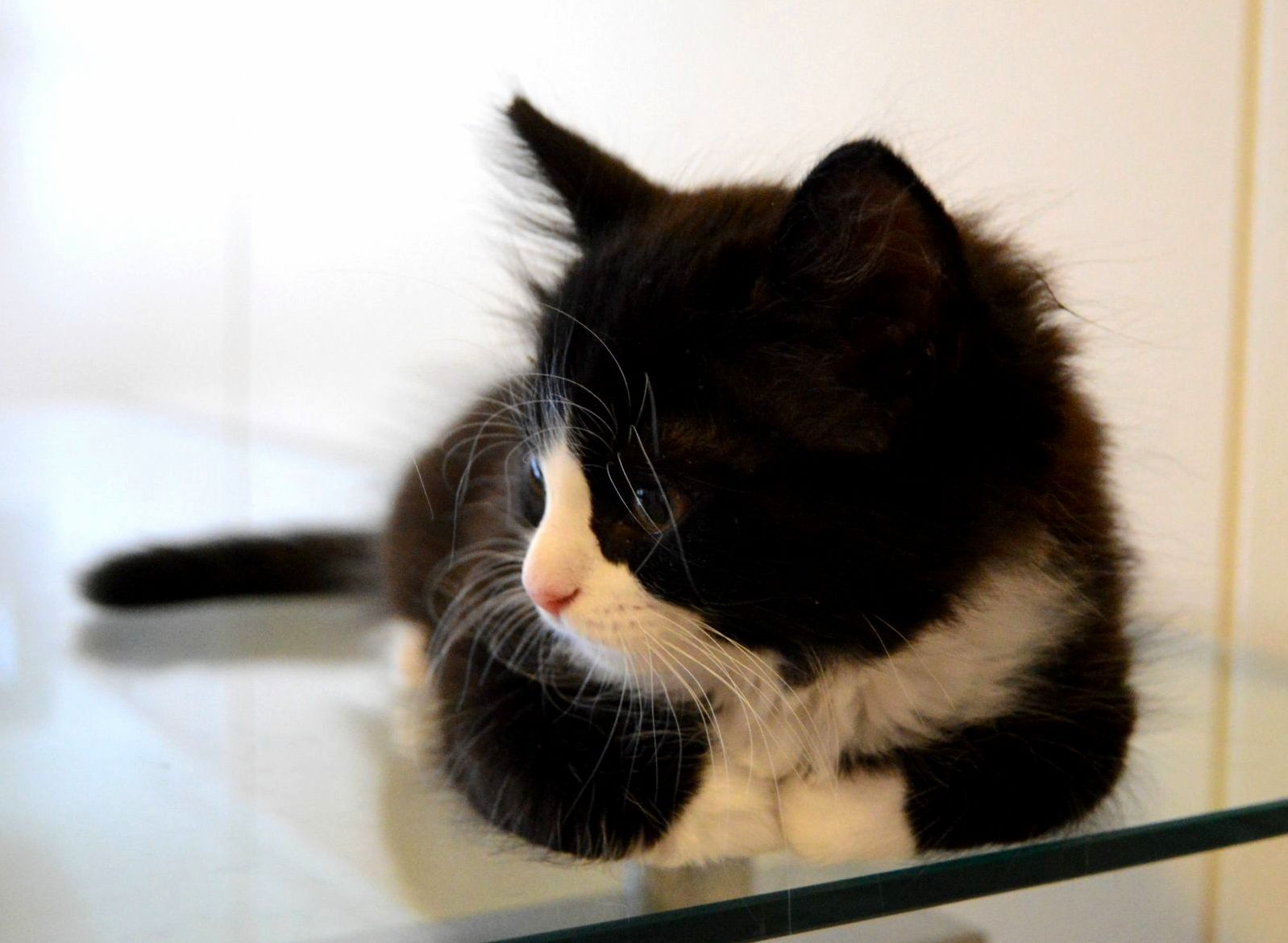 Kitten Loaf on Glass