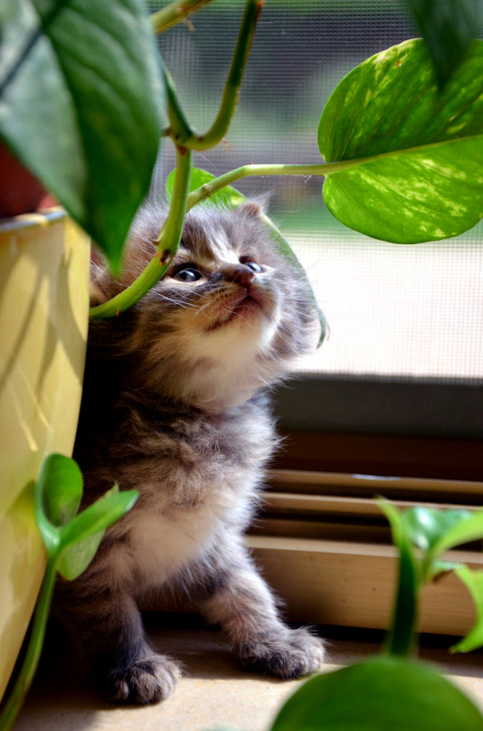 Kitten Looking at a Plant
