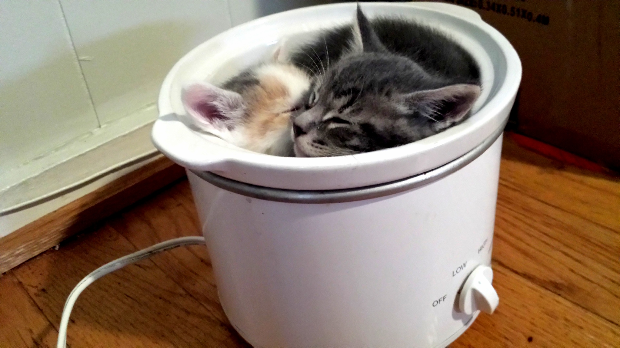 Kitten Stew