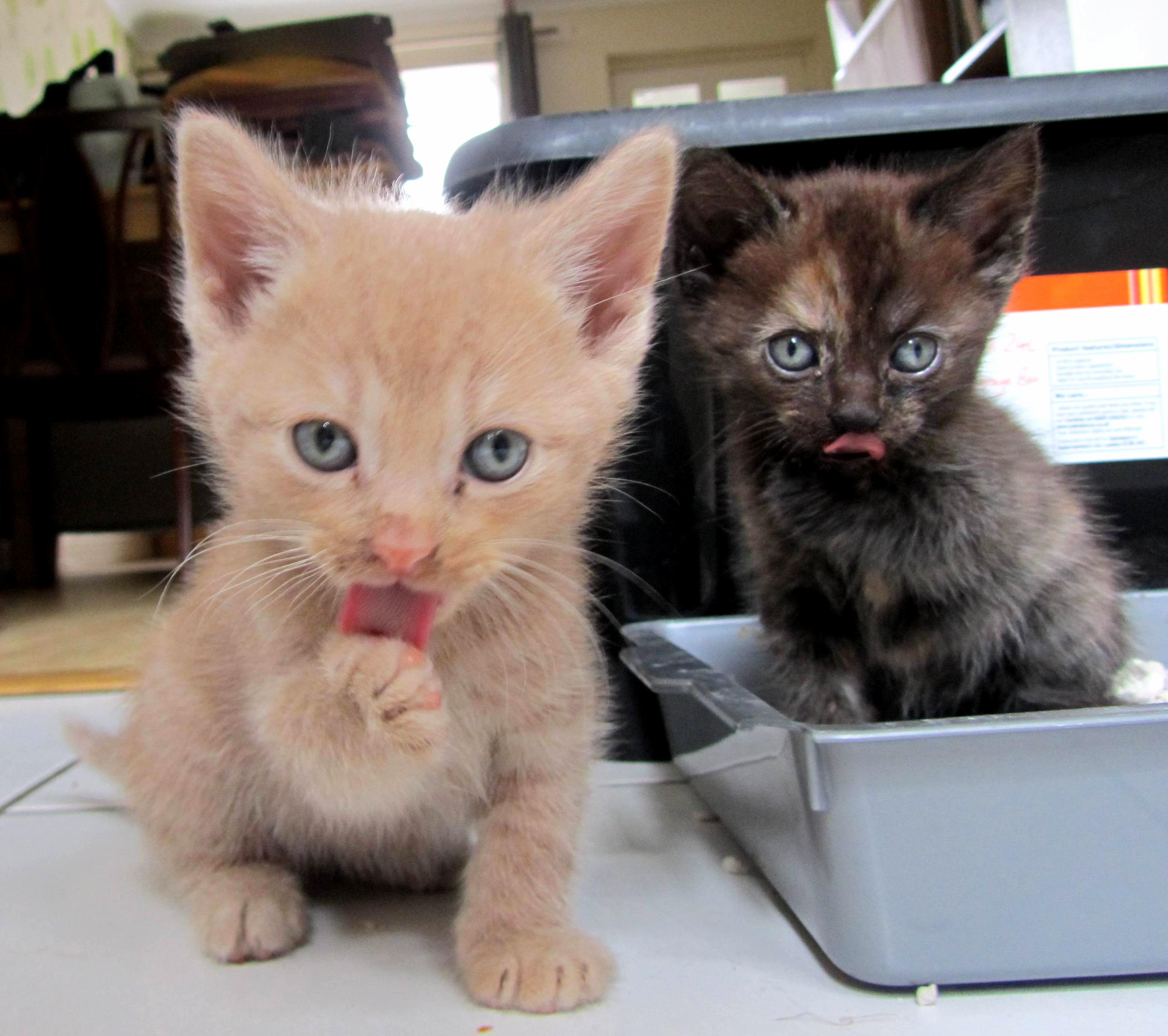 Kittens Tongues...