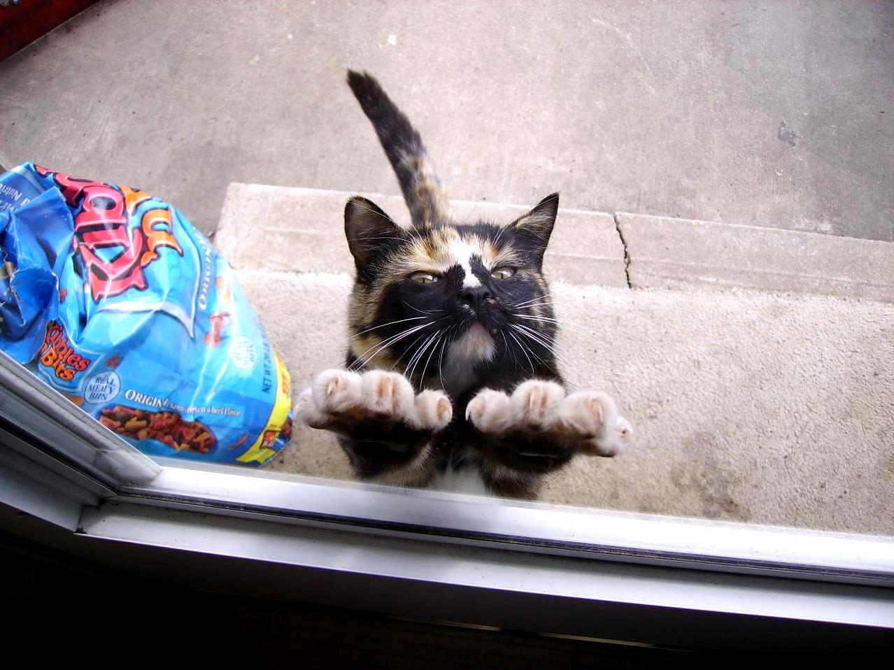 Kitty Claws
