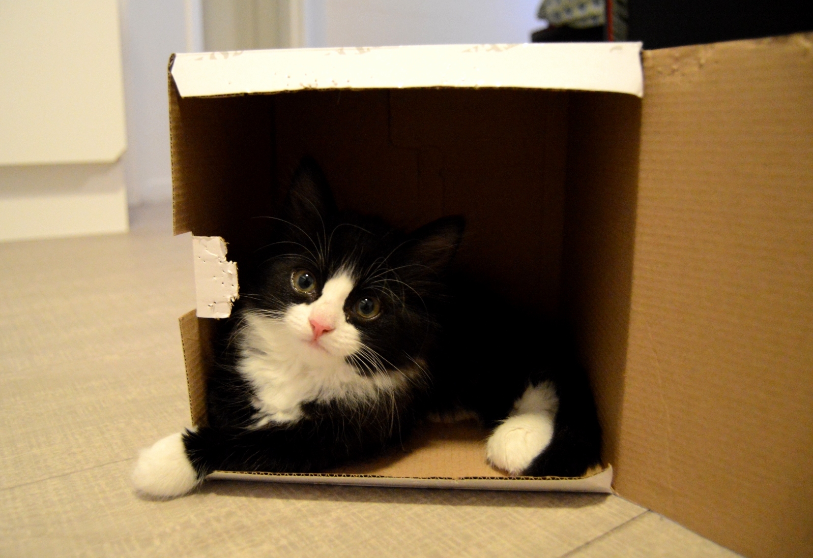 Kitty in a Box