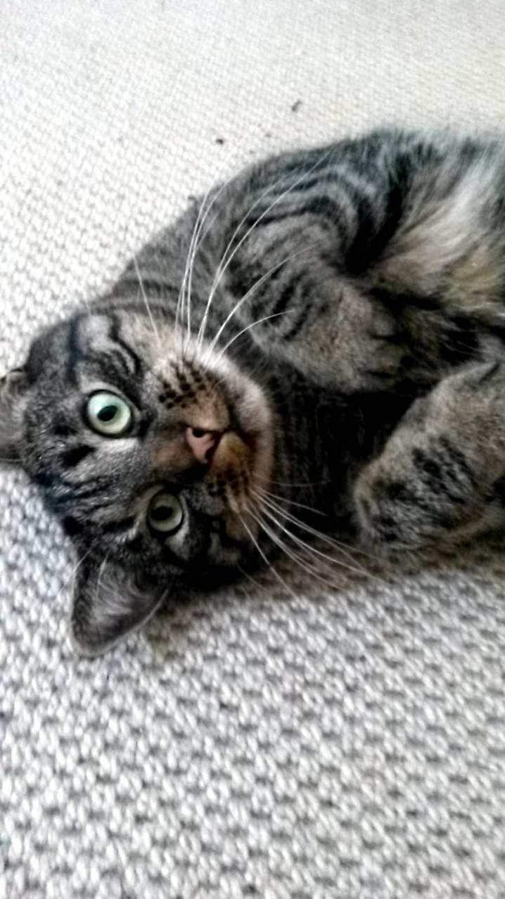 Kitty Is Cute.