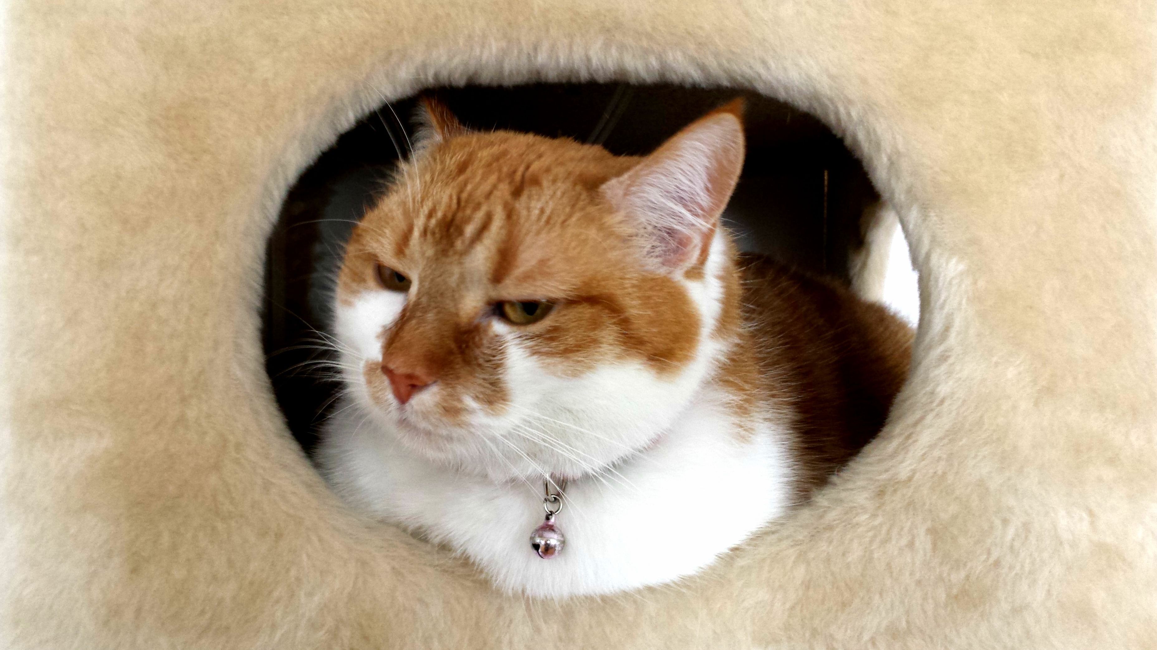 Kluska Dumpling Displays Slight Dissatisfaction at Me Invading Her Personal Fluffy Cube of Ultimate Chill.
