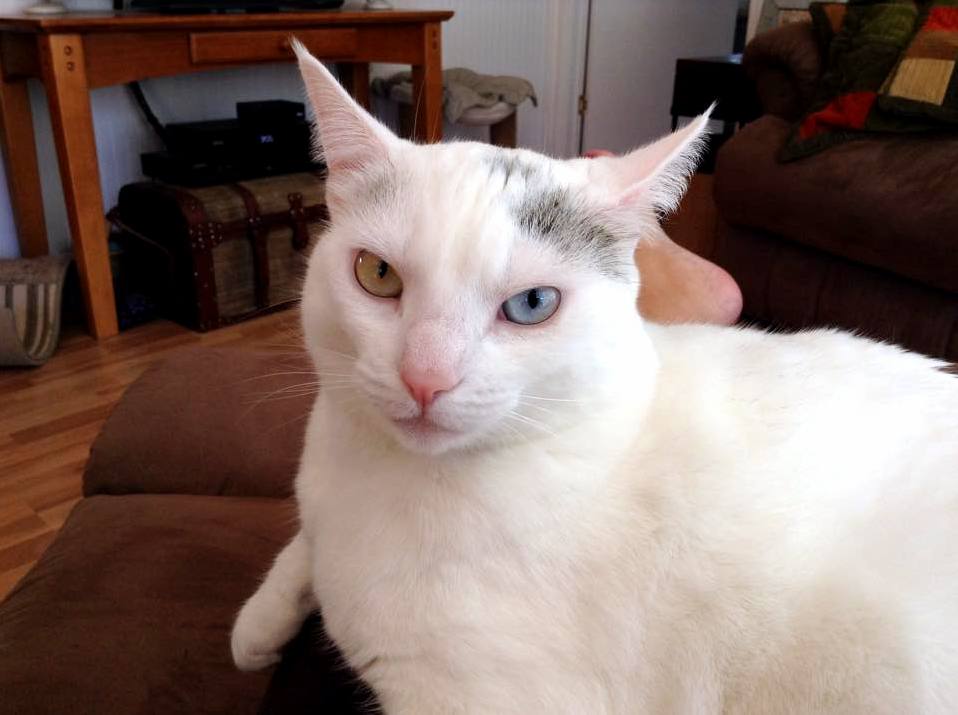 Laceys Enchanting Eyes