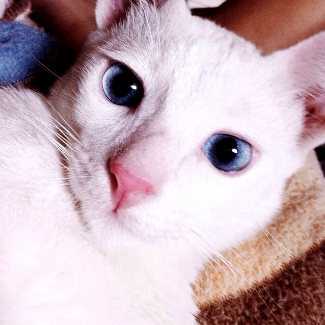 Ladies Check Meow-t.