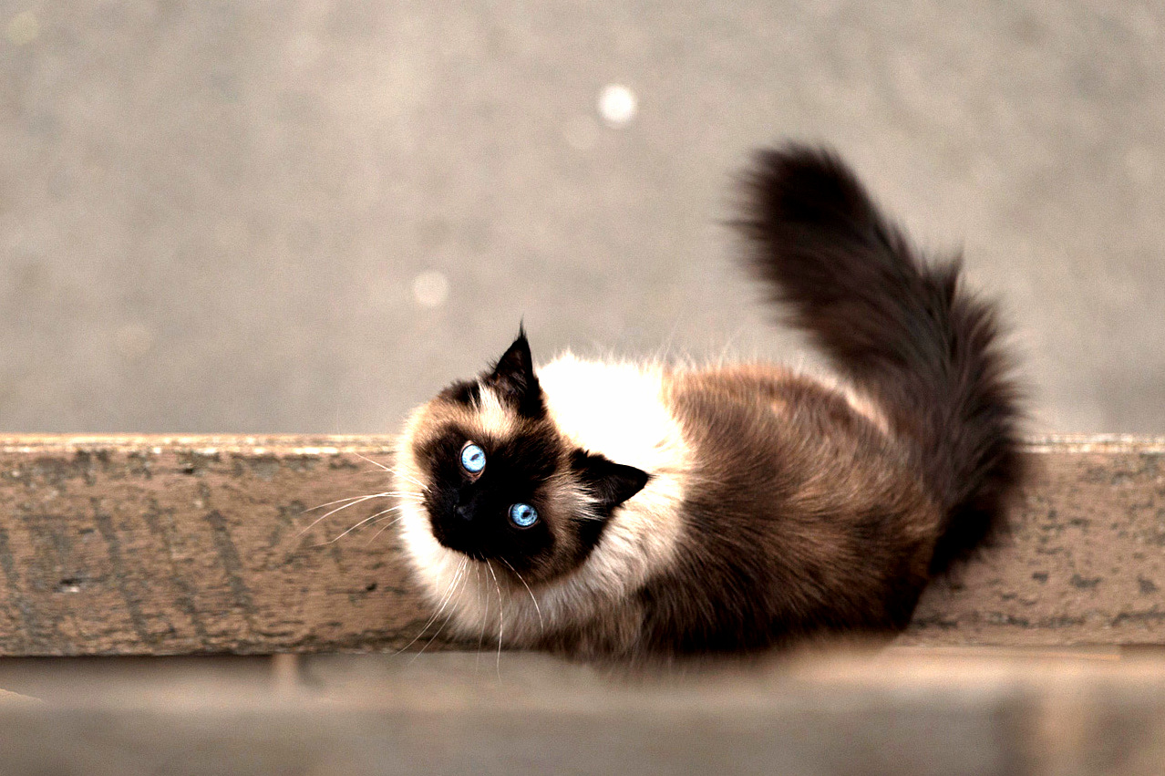 Last Night I Looked Over My Balcony and Shot My Downstairs Neighours Rag Doll Cat.