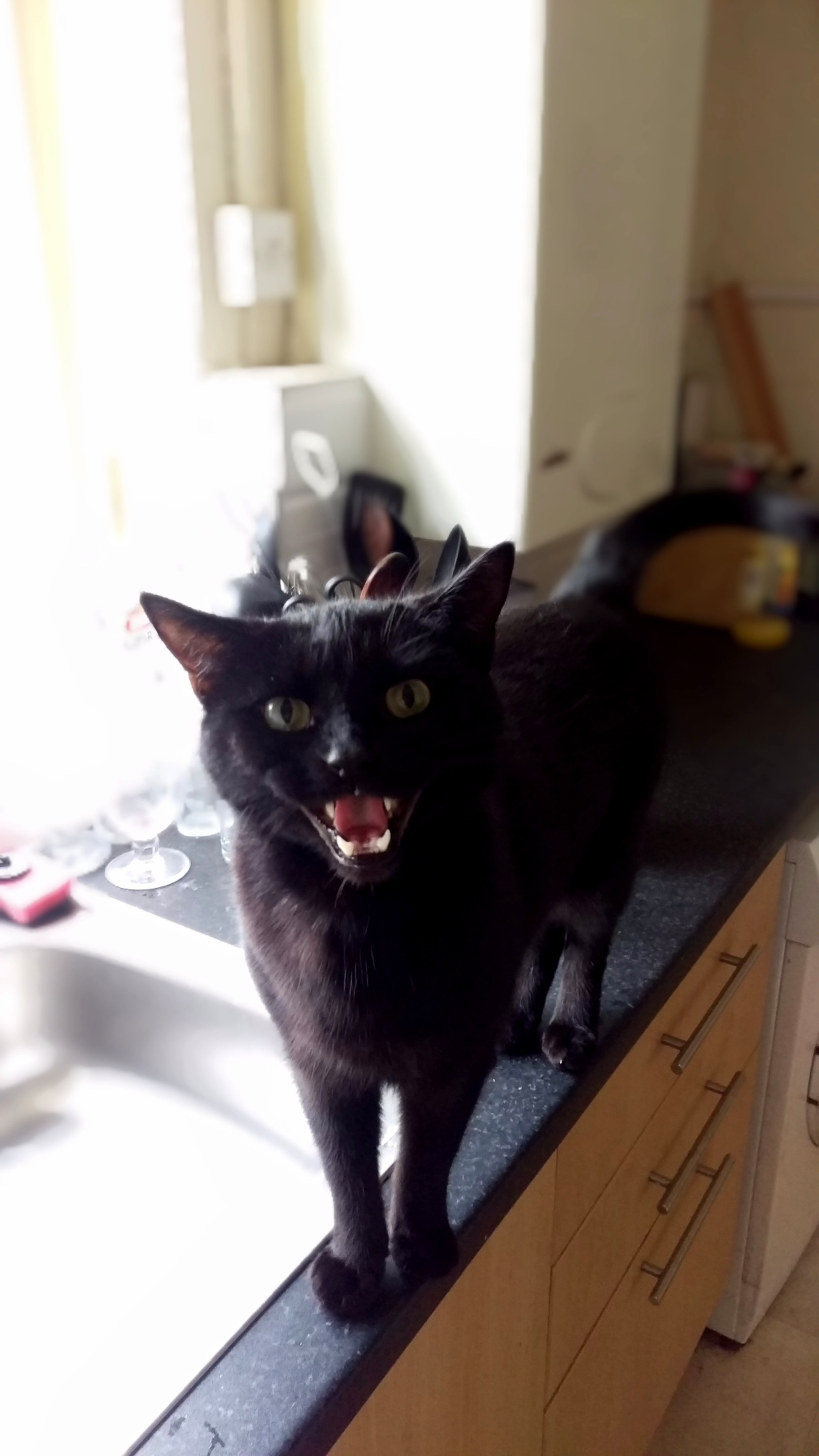 Laughing Bruce