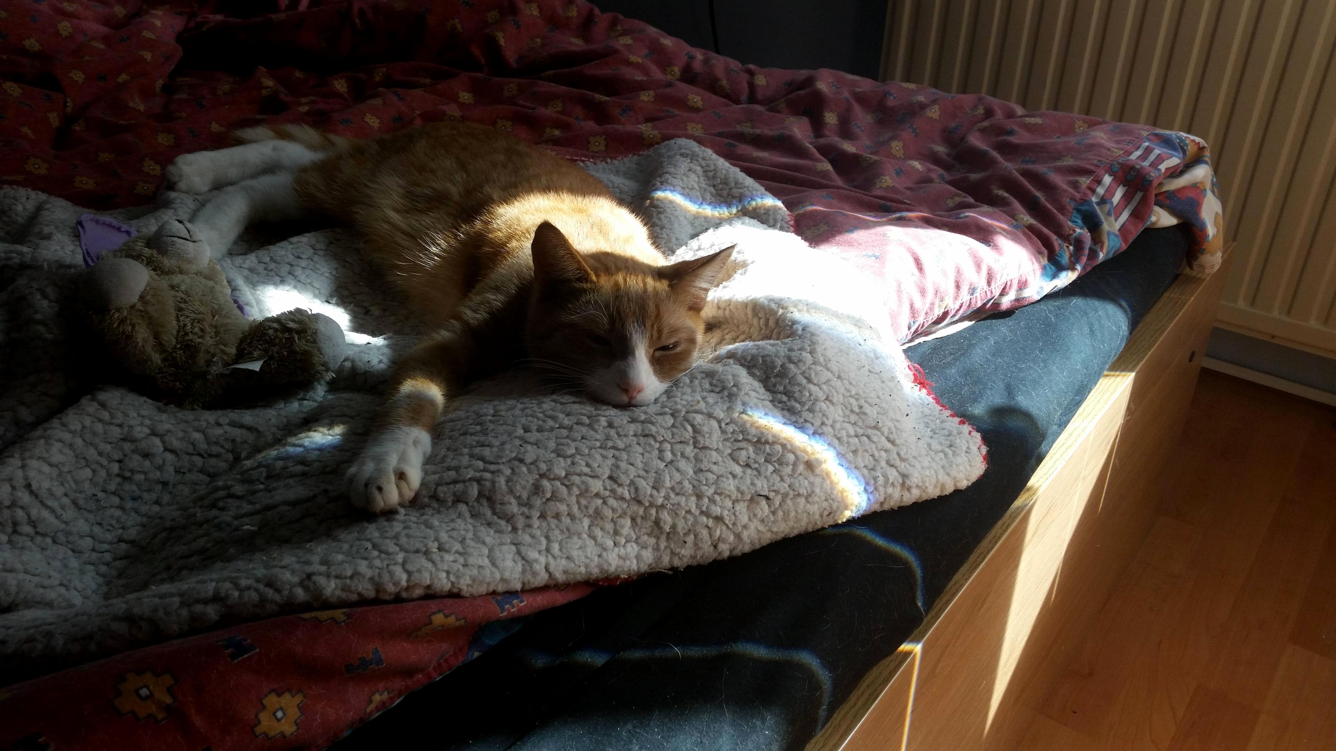 Lazy Louie