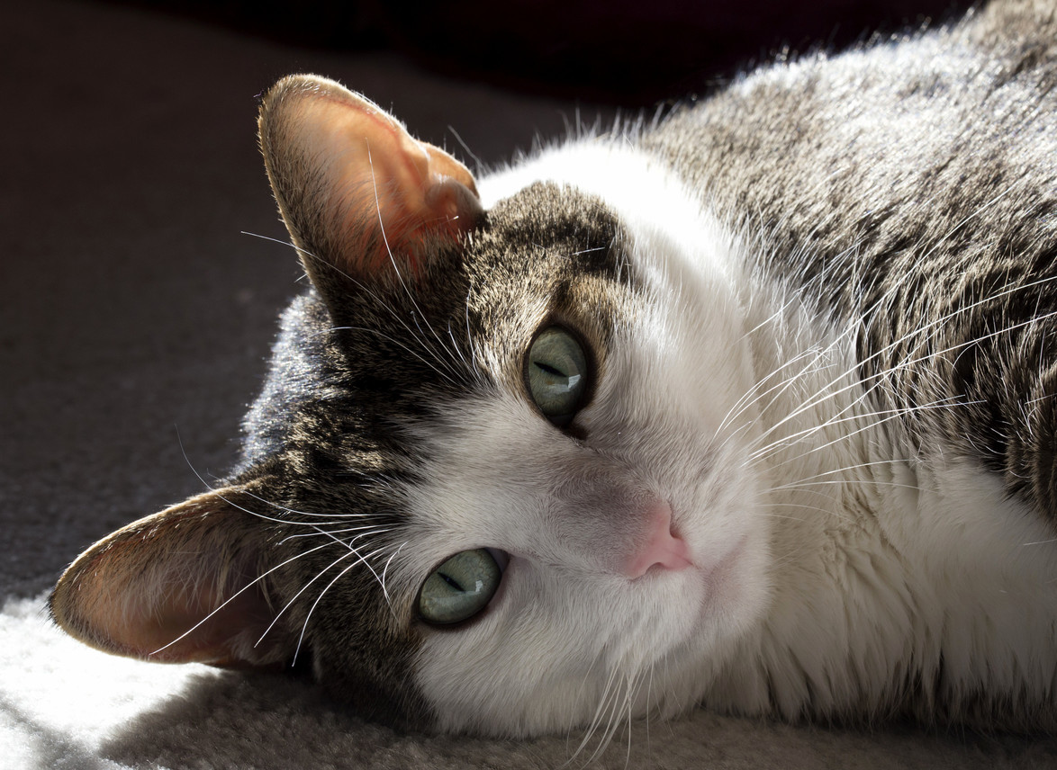 Leave It to a Cat to Find the Last Sliver of Sunlight in My House.