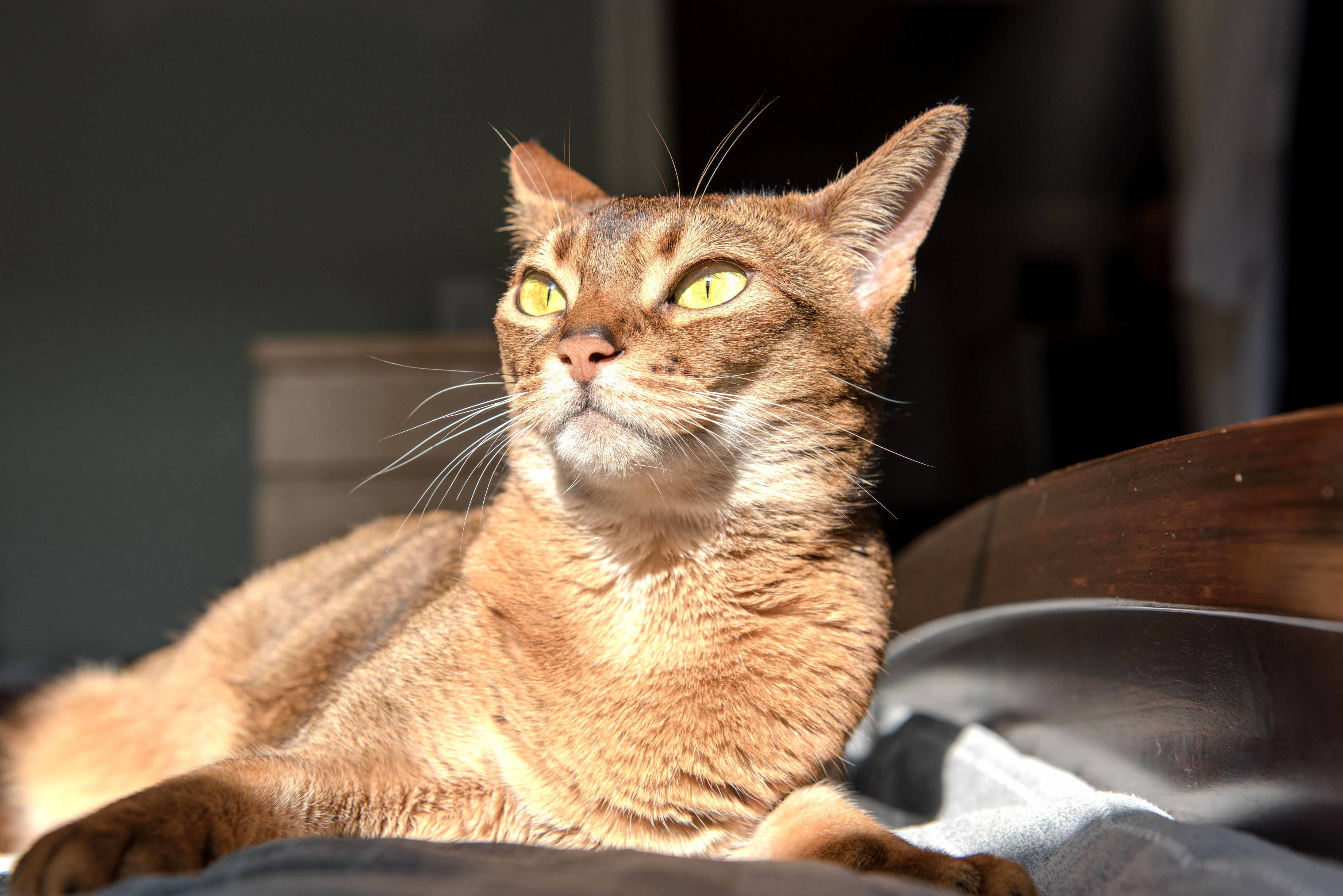 Leia Princess and Supermodel