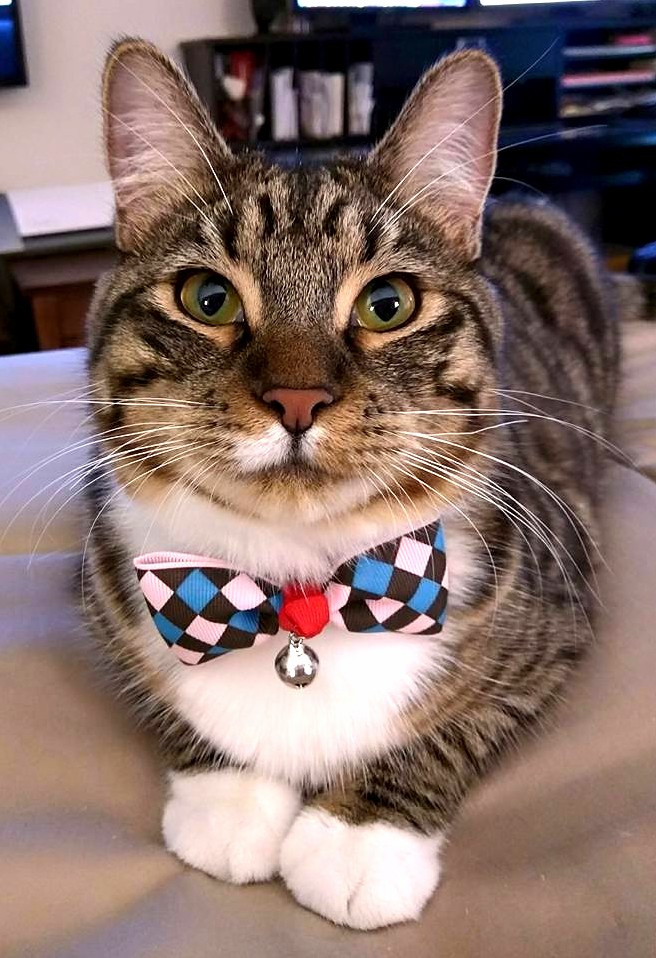 Leo Looks Spiffy Wearing His New Bowtie
