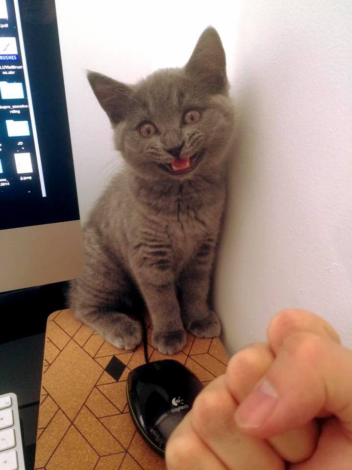 Let Me Work Cat