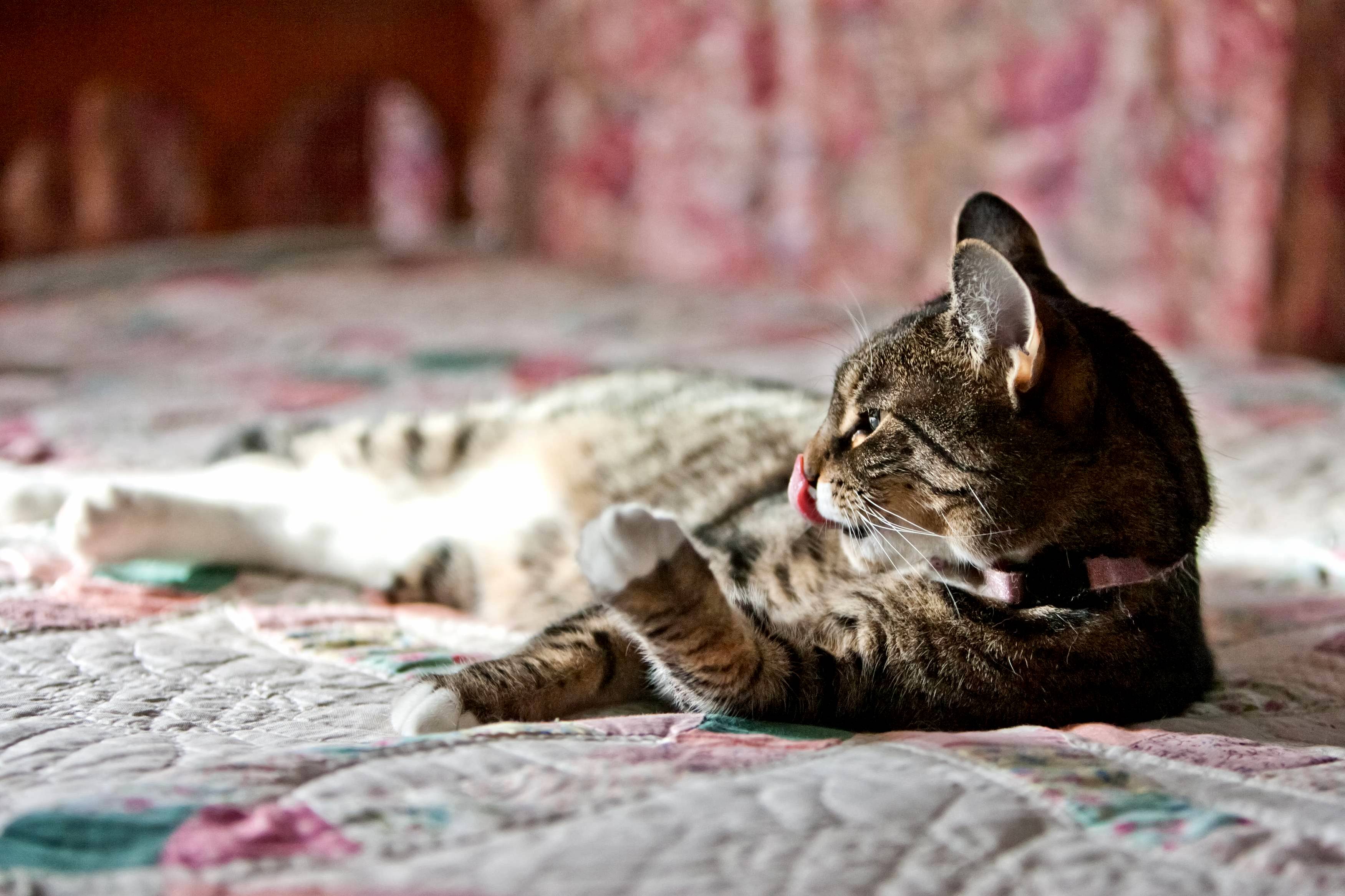 Licking Her Nose