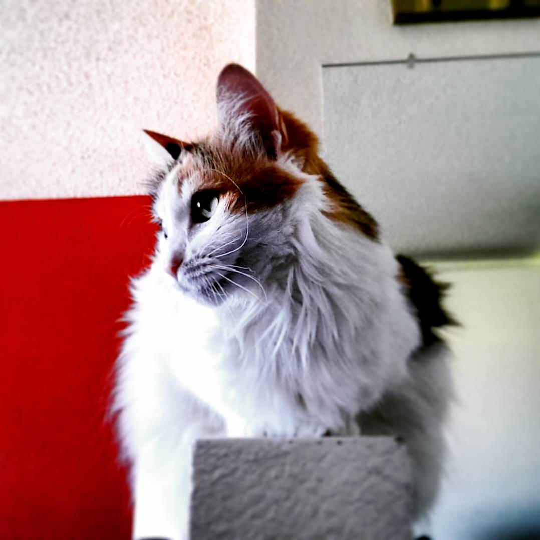 Like a Cloud