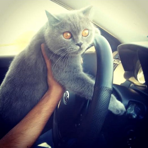 Like a Driver