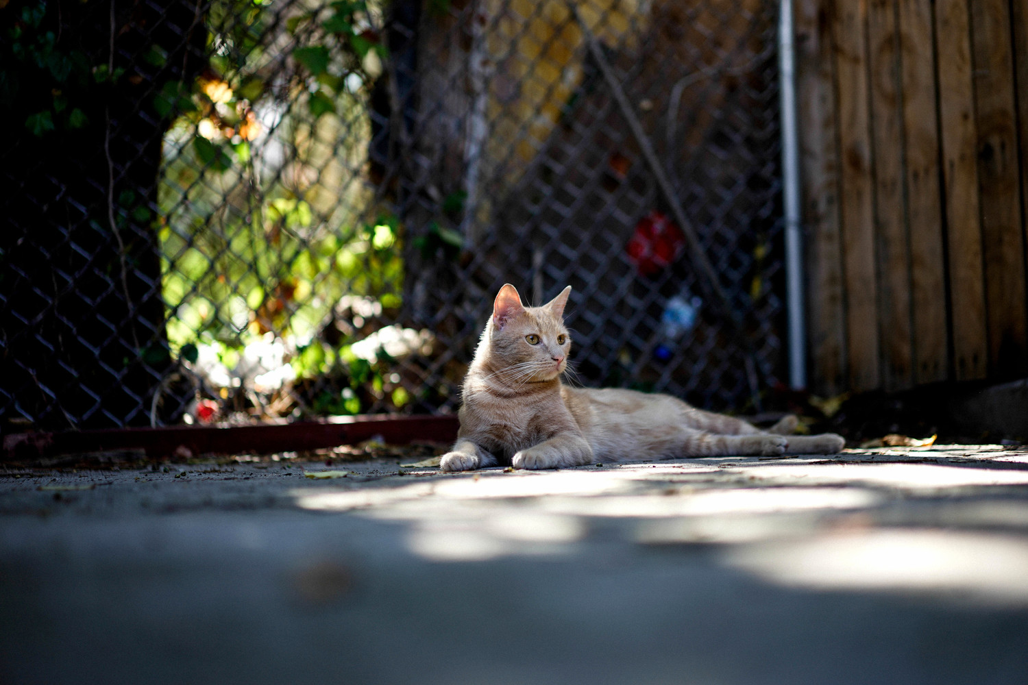 Lil Homie Enjoying an Afternoon in the Backyard