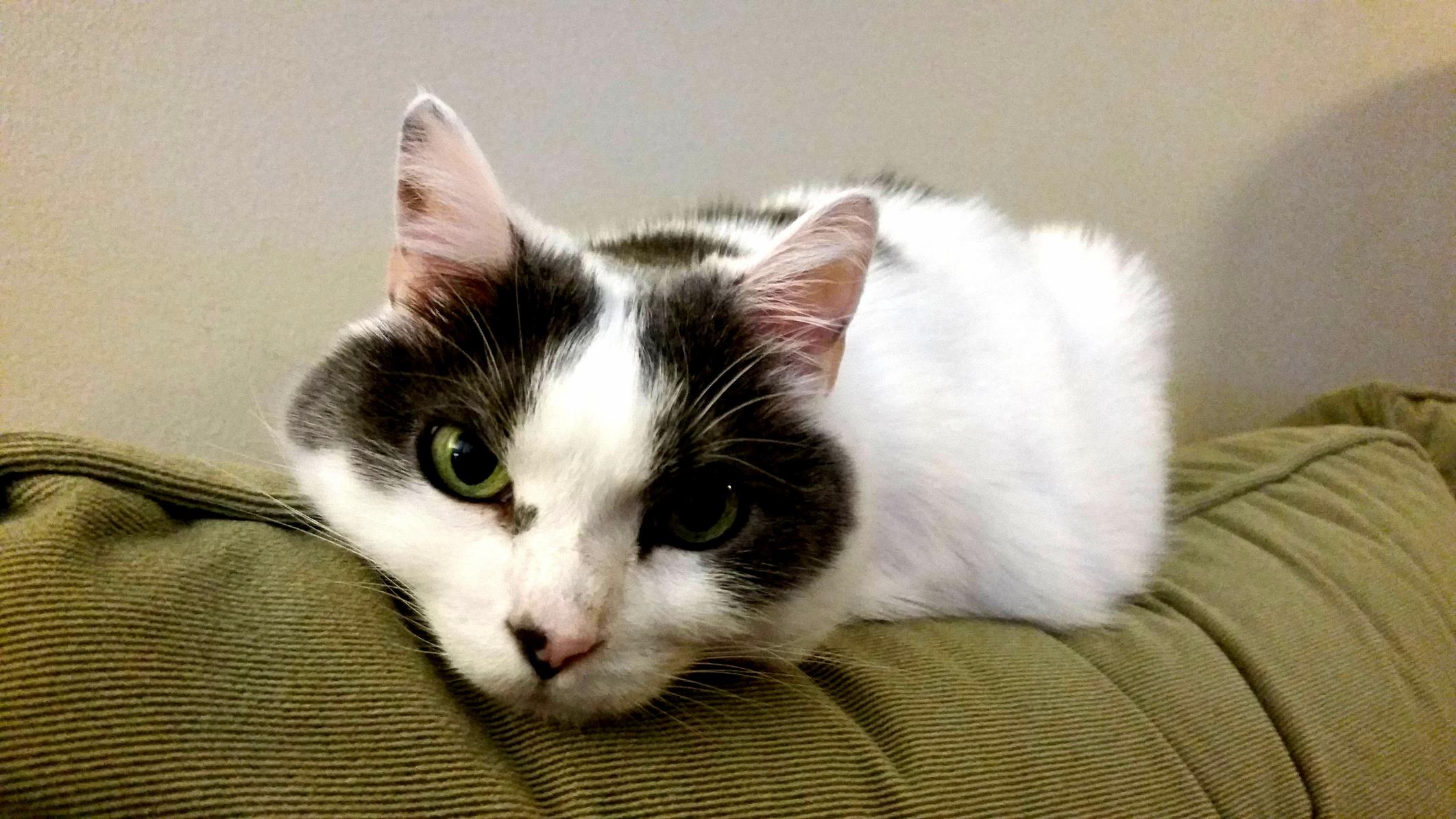 Little Miss Pea Sophia Debuting on . This Is the Face That Dreams Are Made Of.
