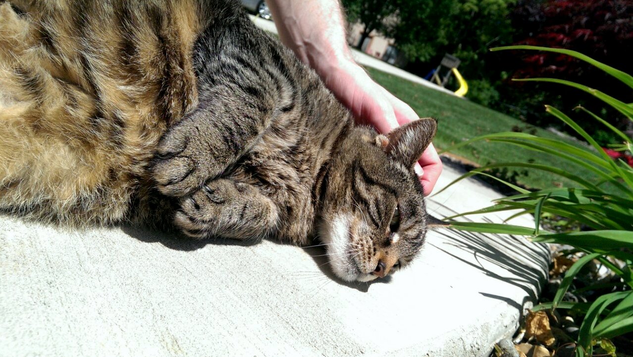 Look at Her Booplesnoot and the Precious Pawsies