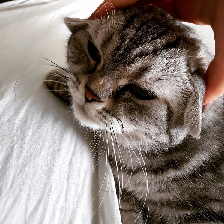 Look at Me Im a Scottish Fold.