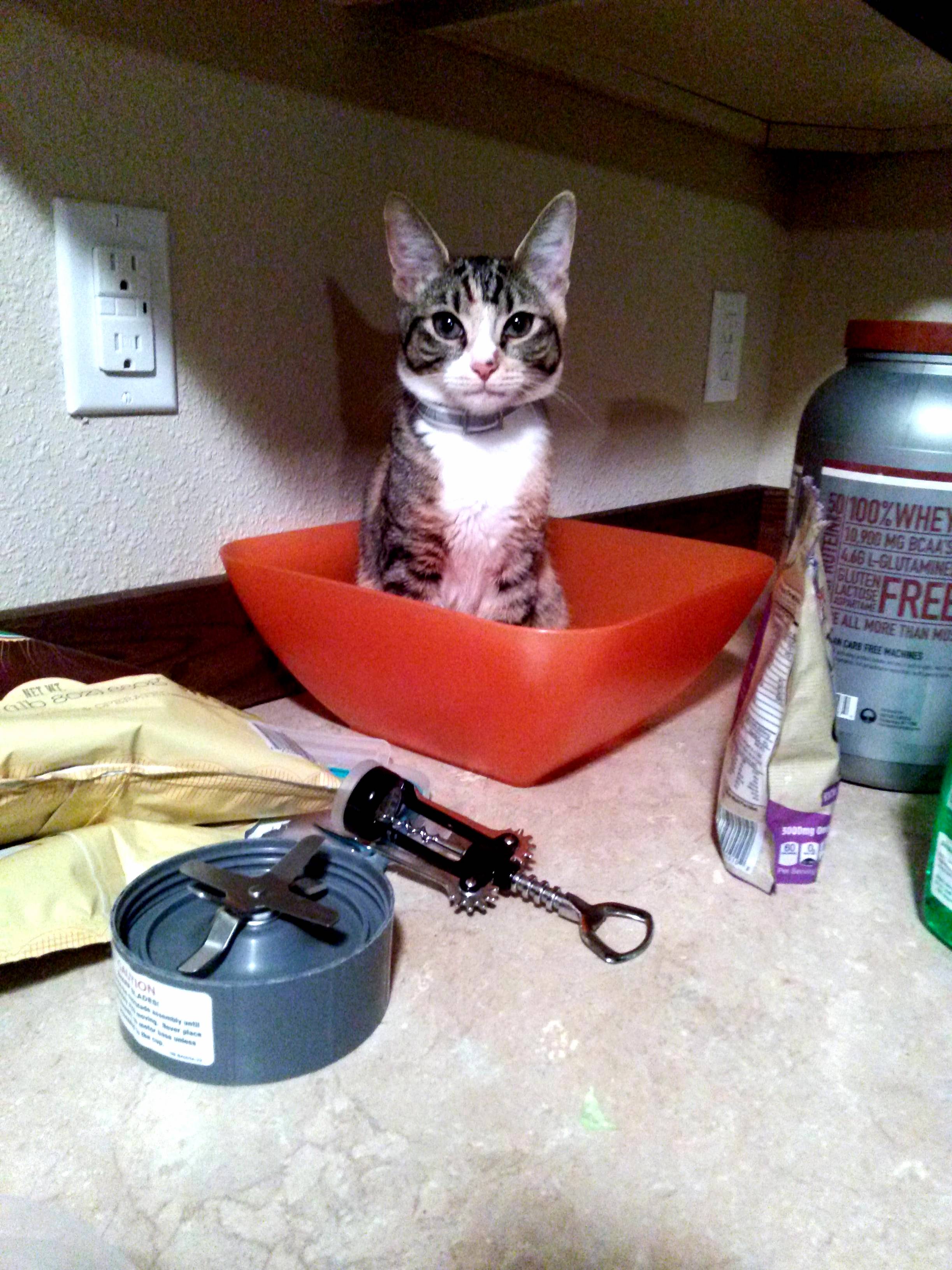 Look at Me. I Am the Salad Now.