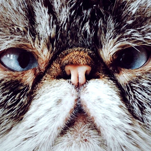 Look Into the Face of Cross-eyed Smoosh.