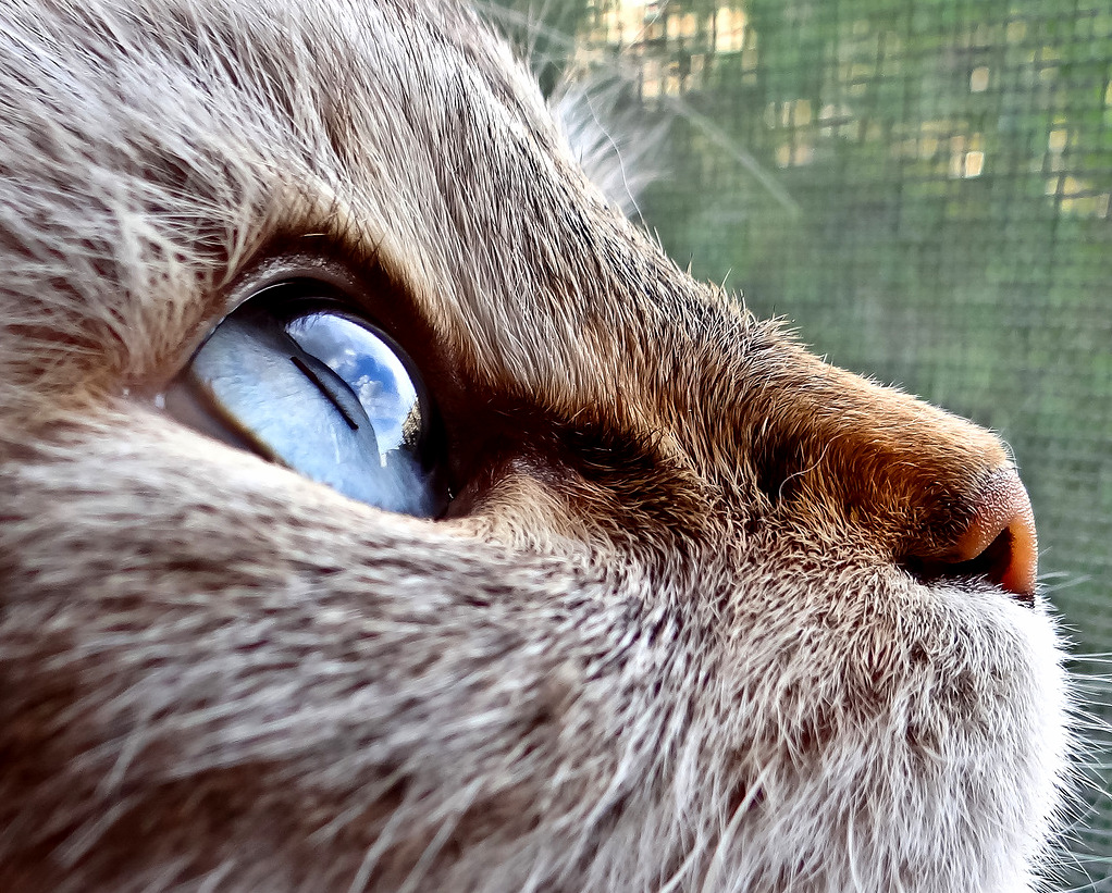 Looking to the Heavens