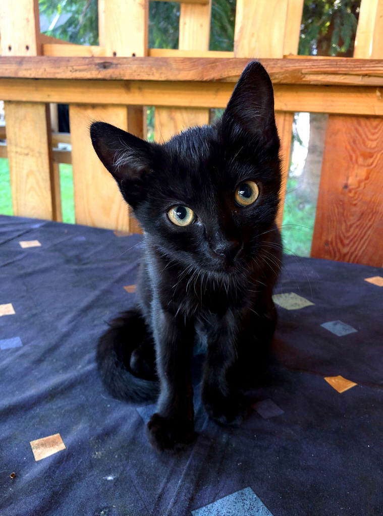 Looks Like I Got Adopted Today by Her.