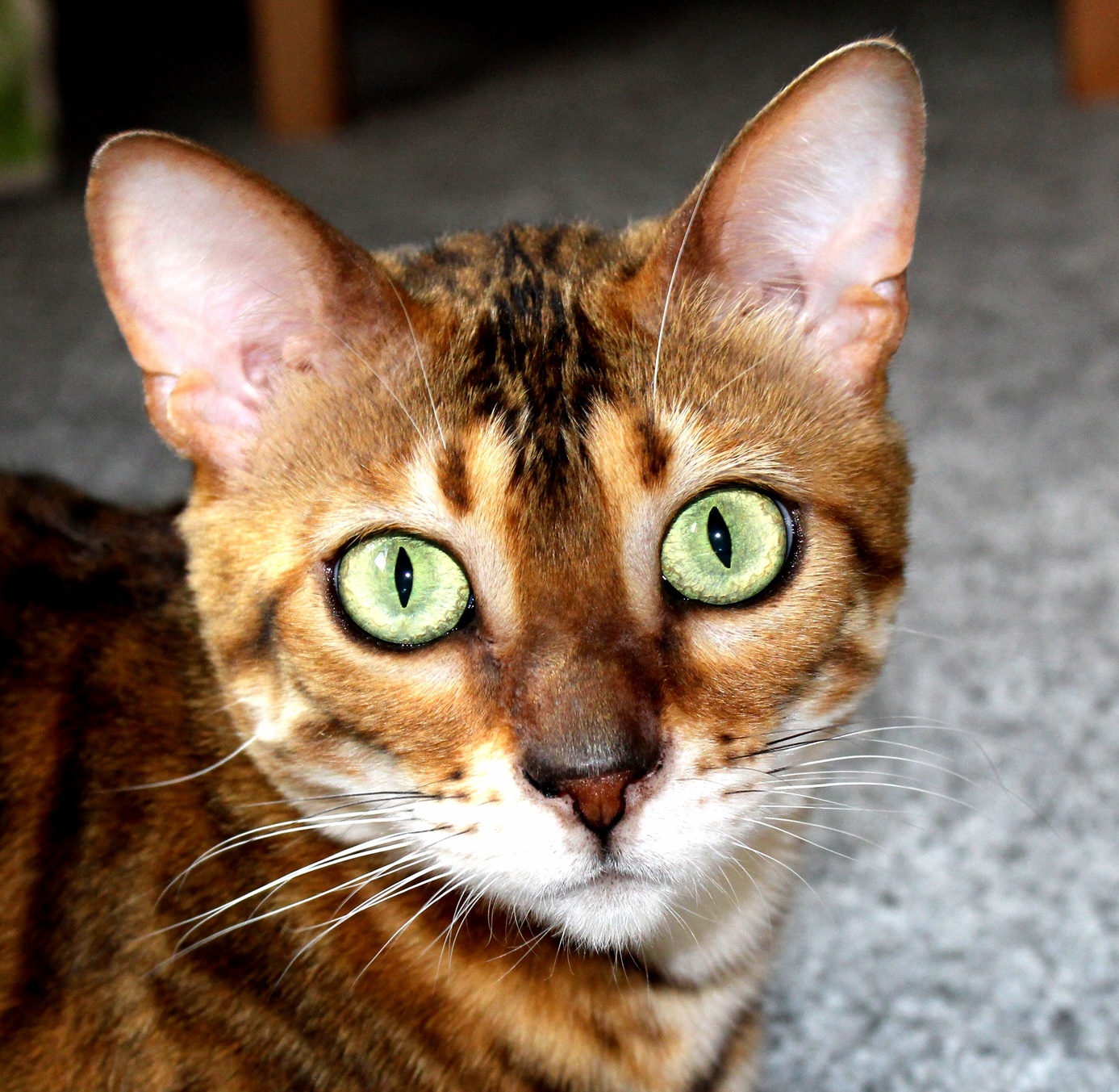 Lost in Her Eyes