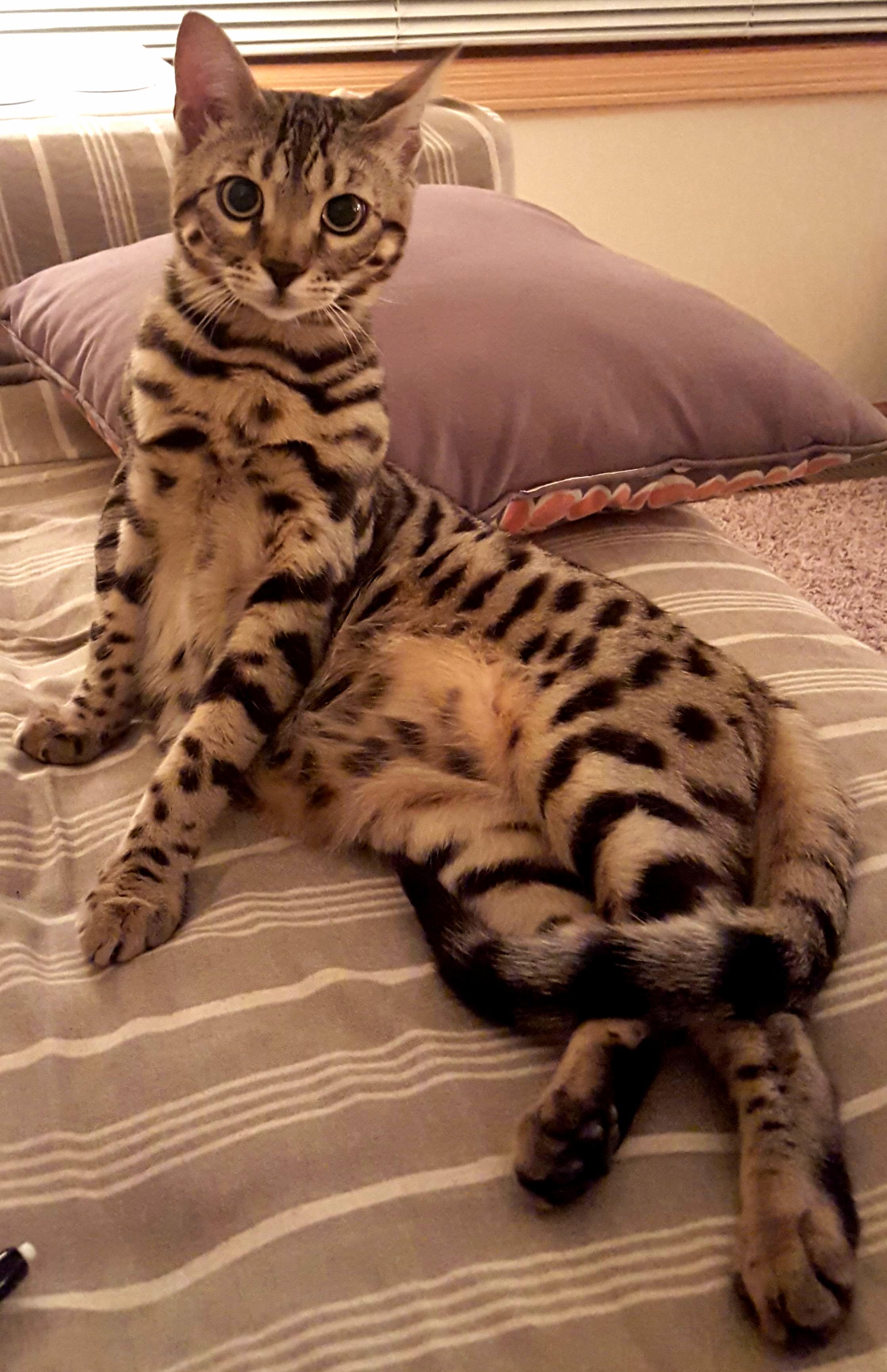 Lounging