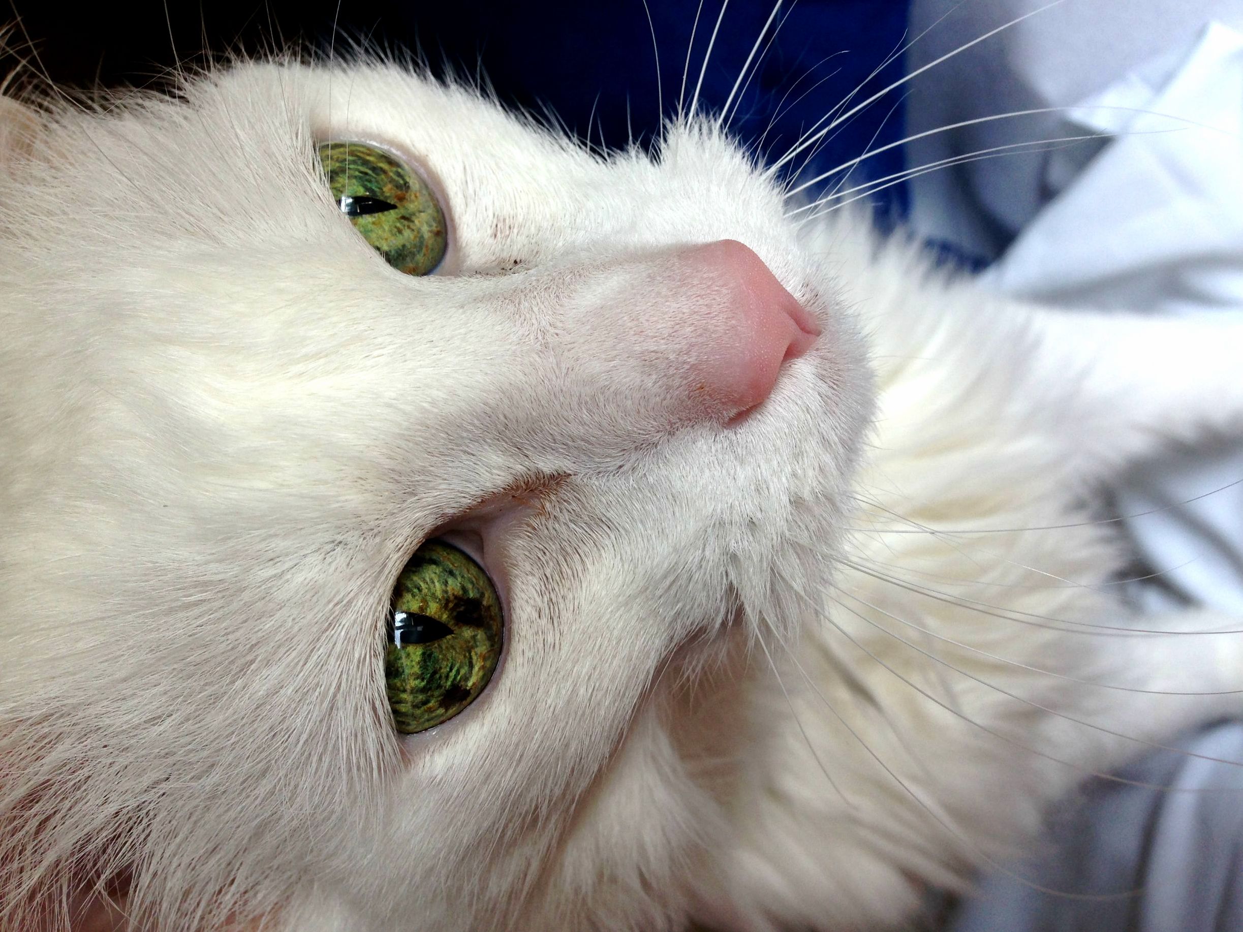 Lucy Has Jungle Eyes