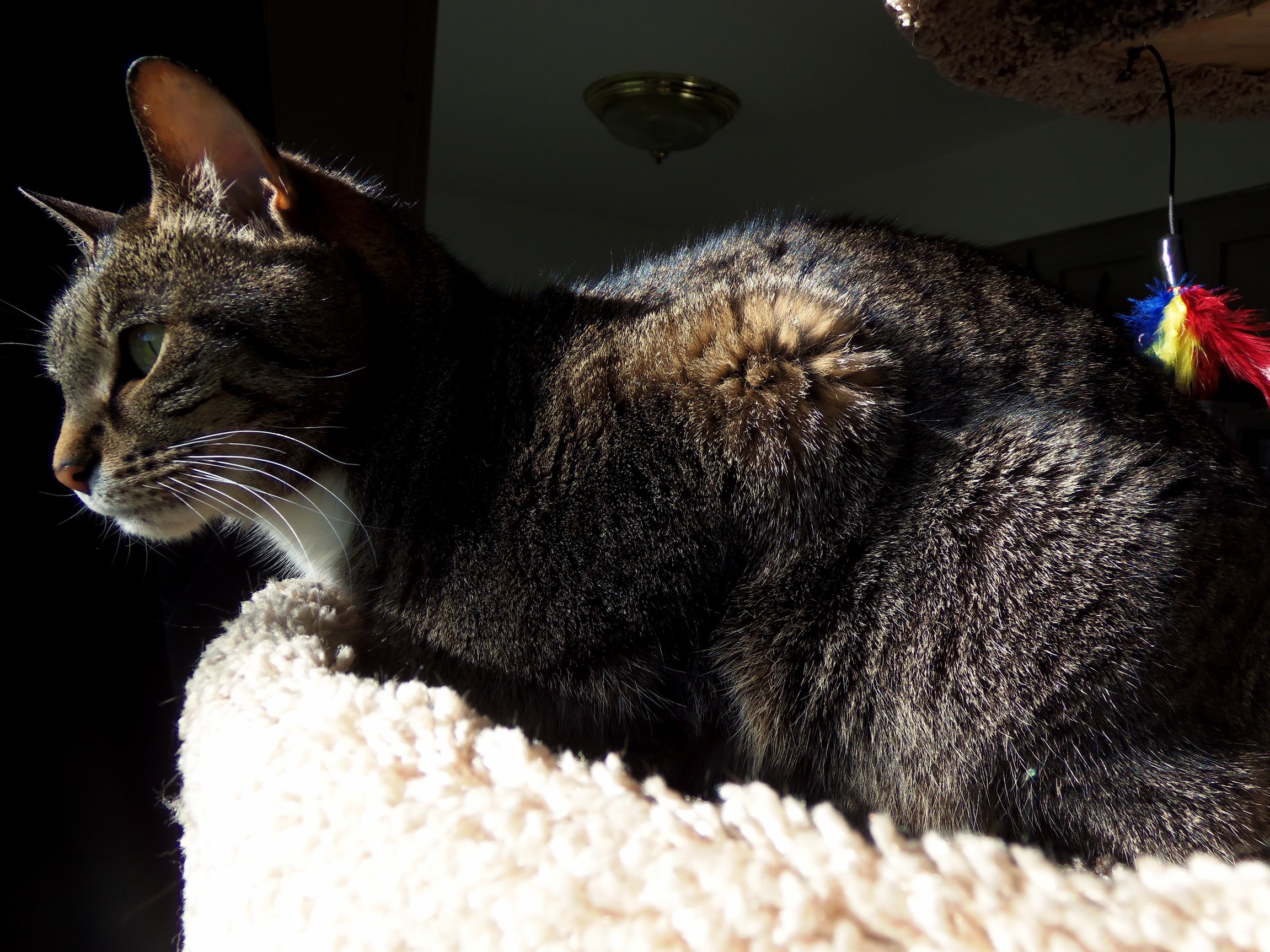 Lucy Loves Sunny Afternoons