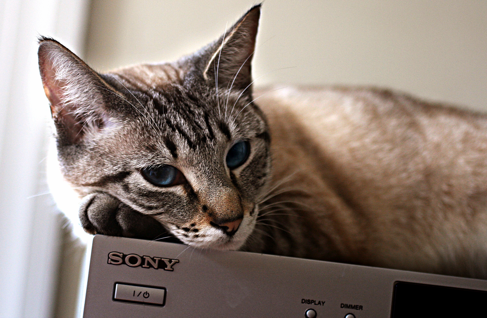 Lyra Has Always Dreamed of Being a Sony Spokeskitty.