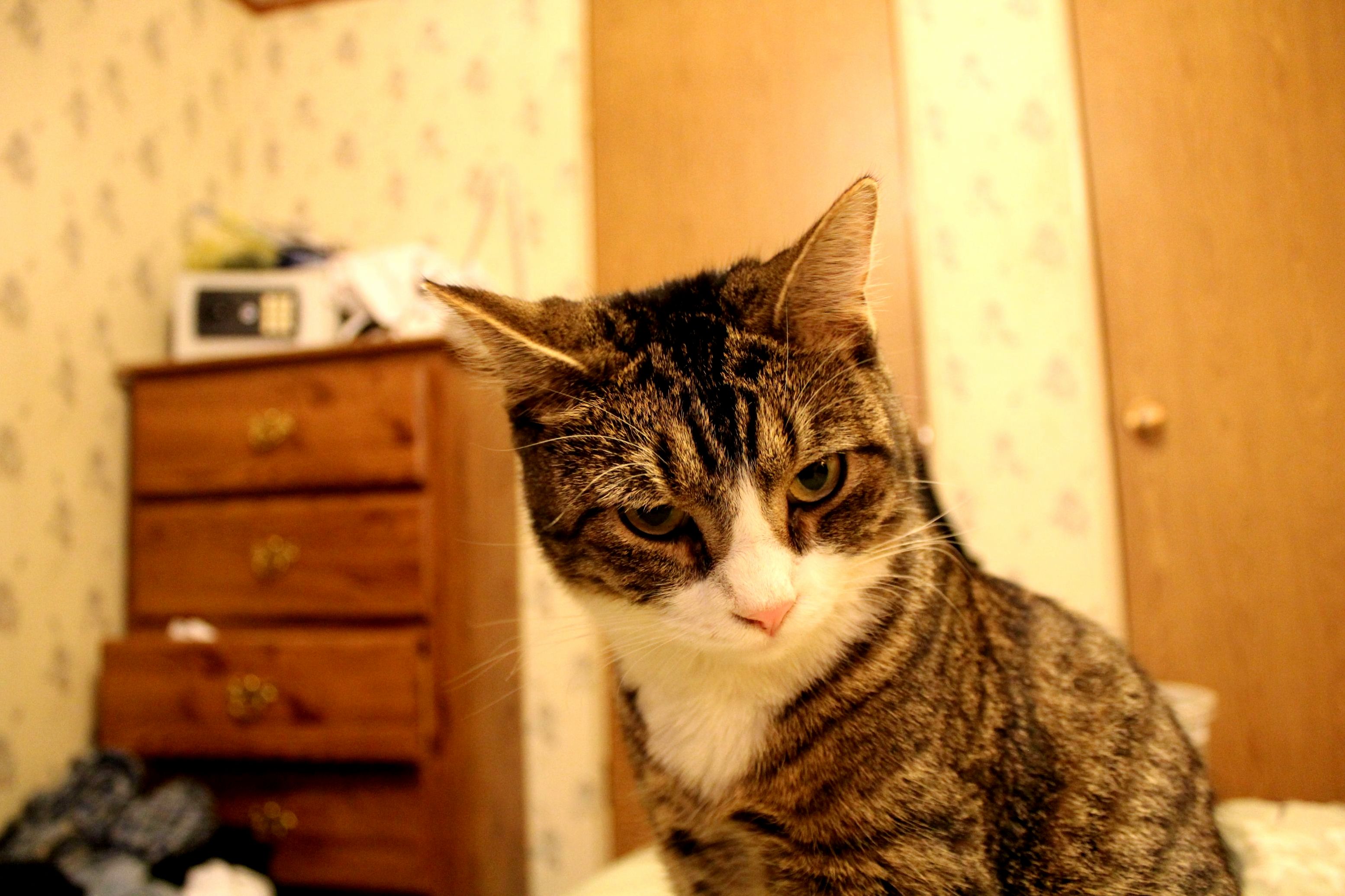 Macho Meow Kitty Savage Pondering