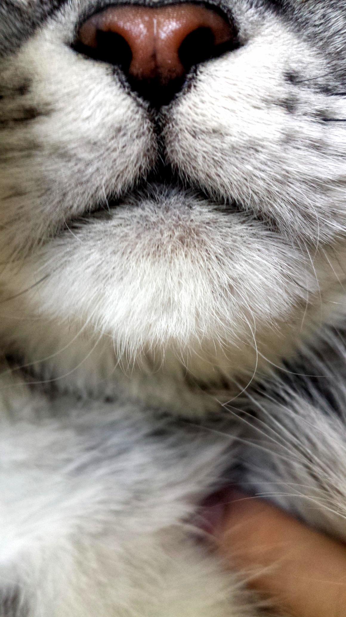 Majestic Mouth