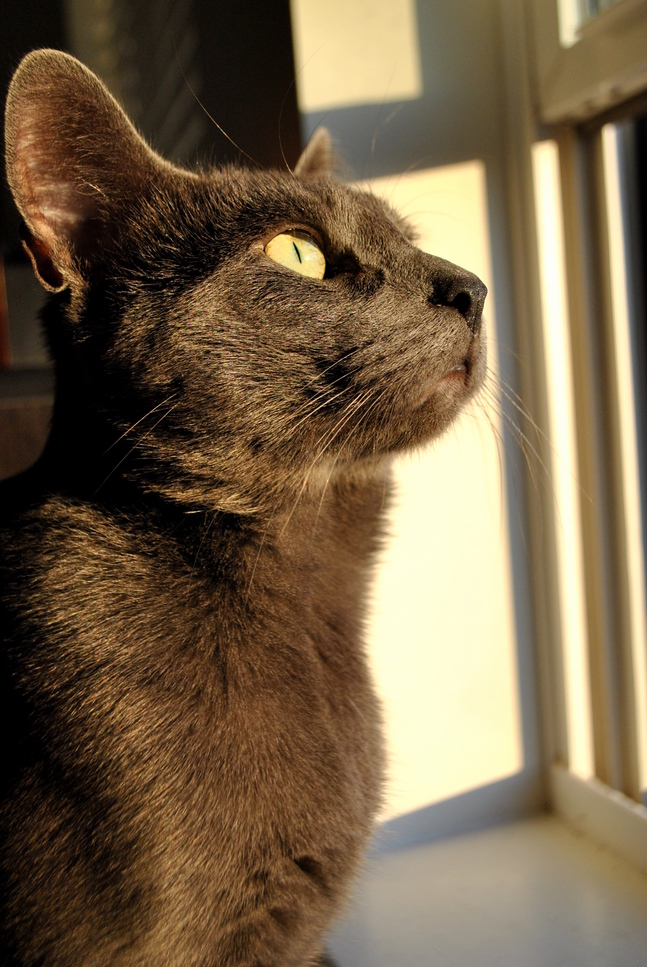 Majestic Russian Blue No Ps