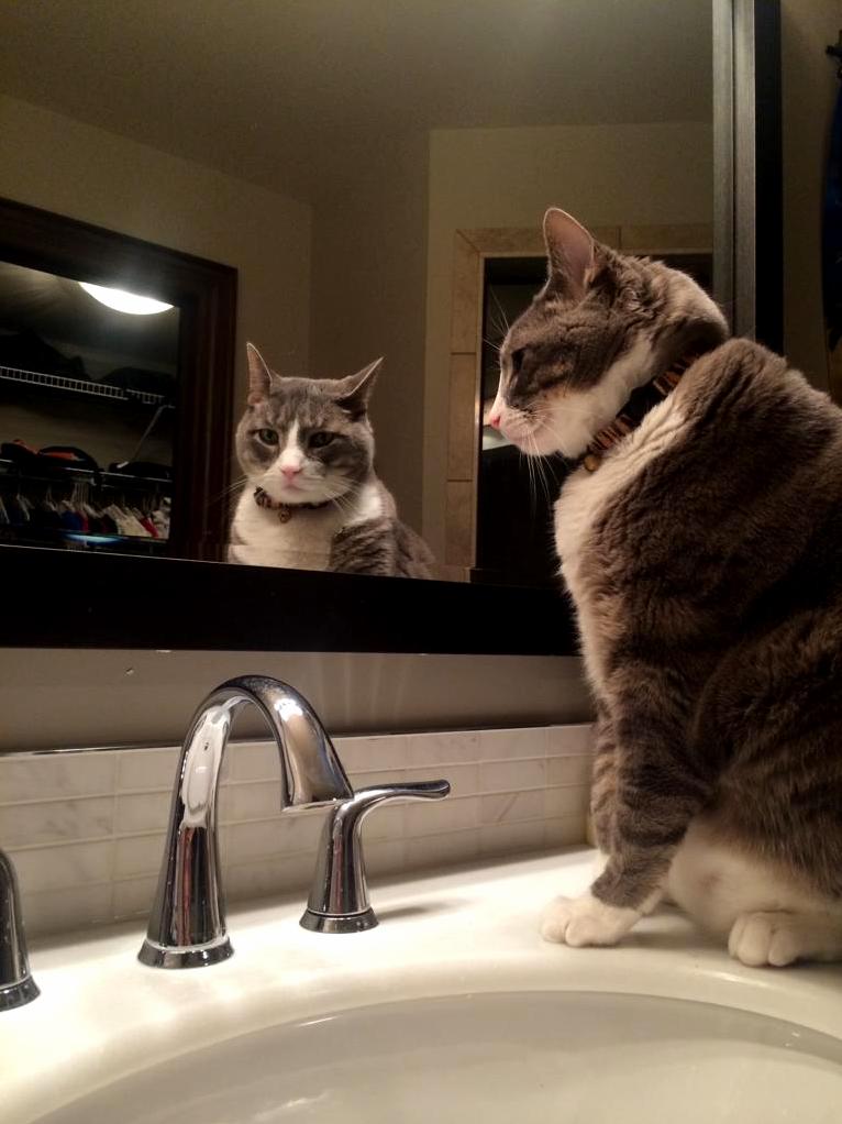 Mean Mugging Cat Through Window