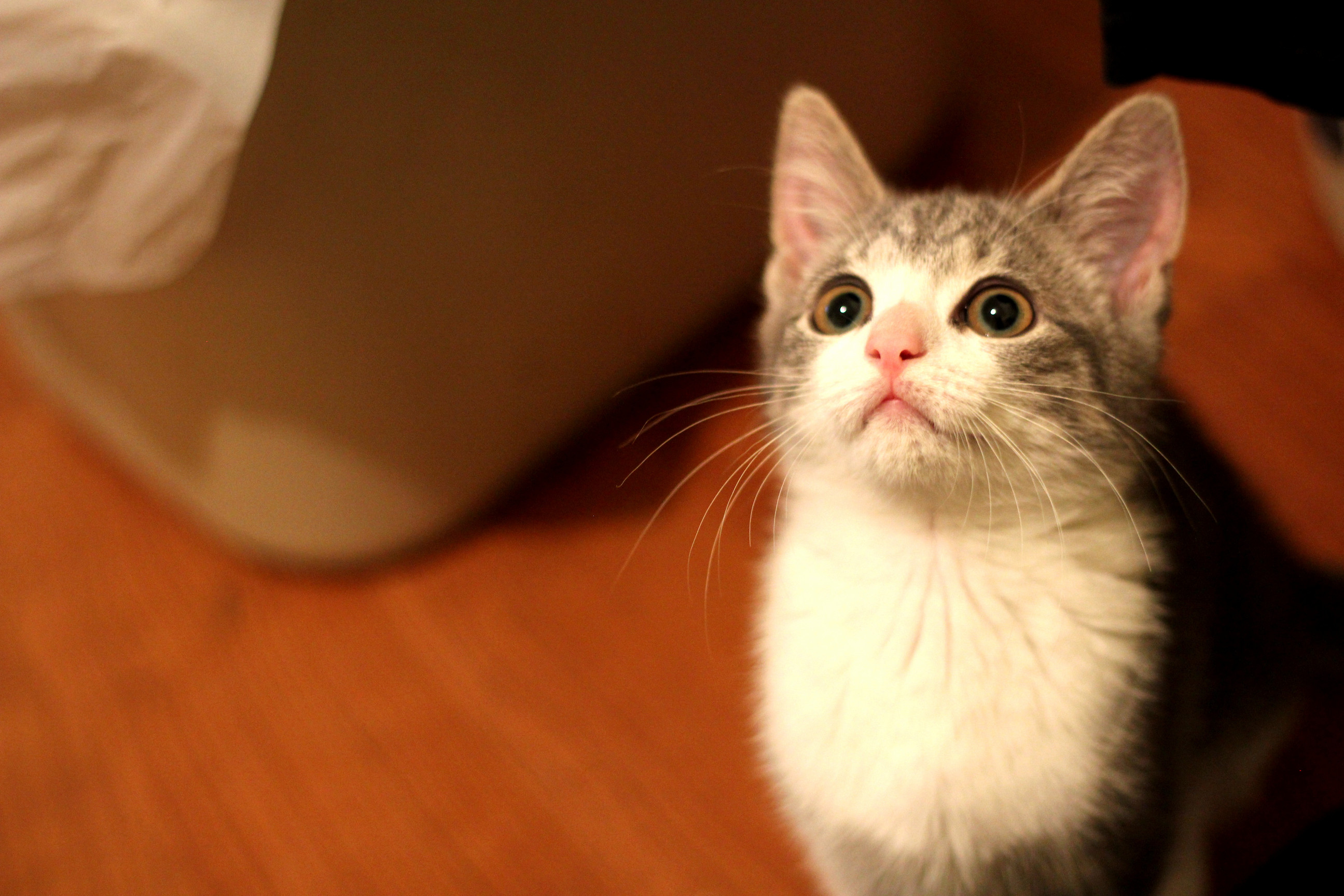Meet Navi