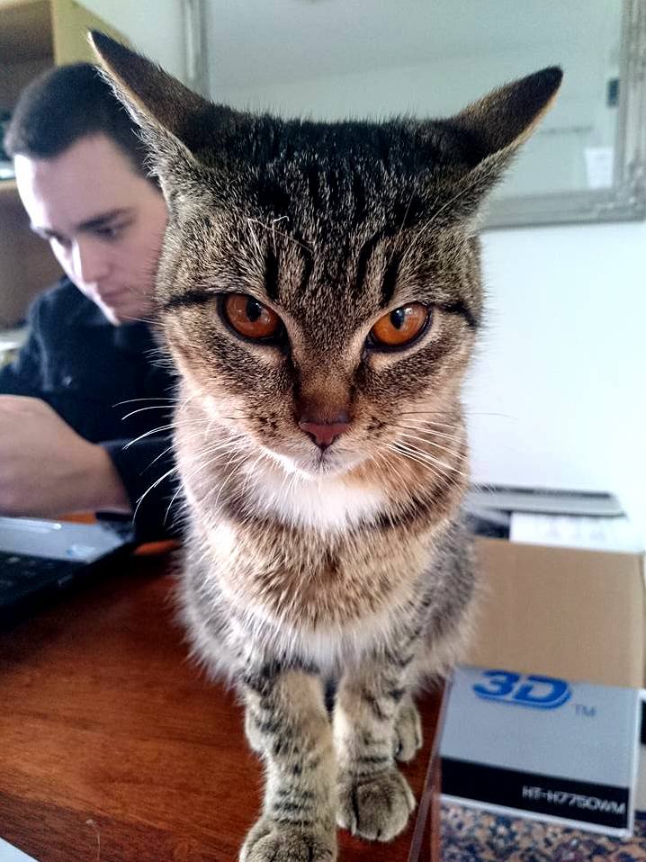 Meet Bumi My Liver Shunt Kitty.