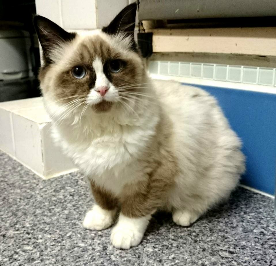 Meet Charlotte My New Ragdoll Kitten