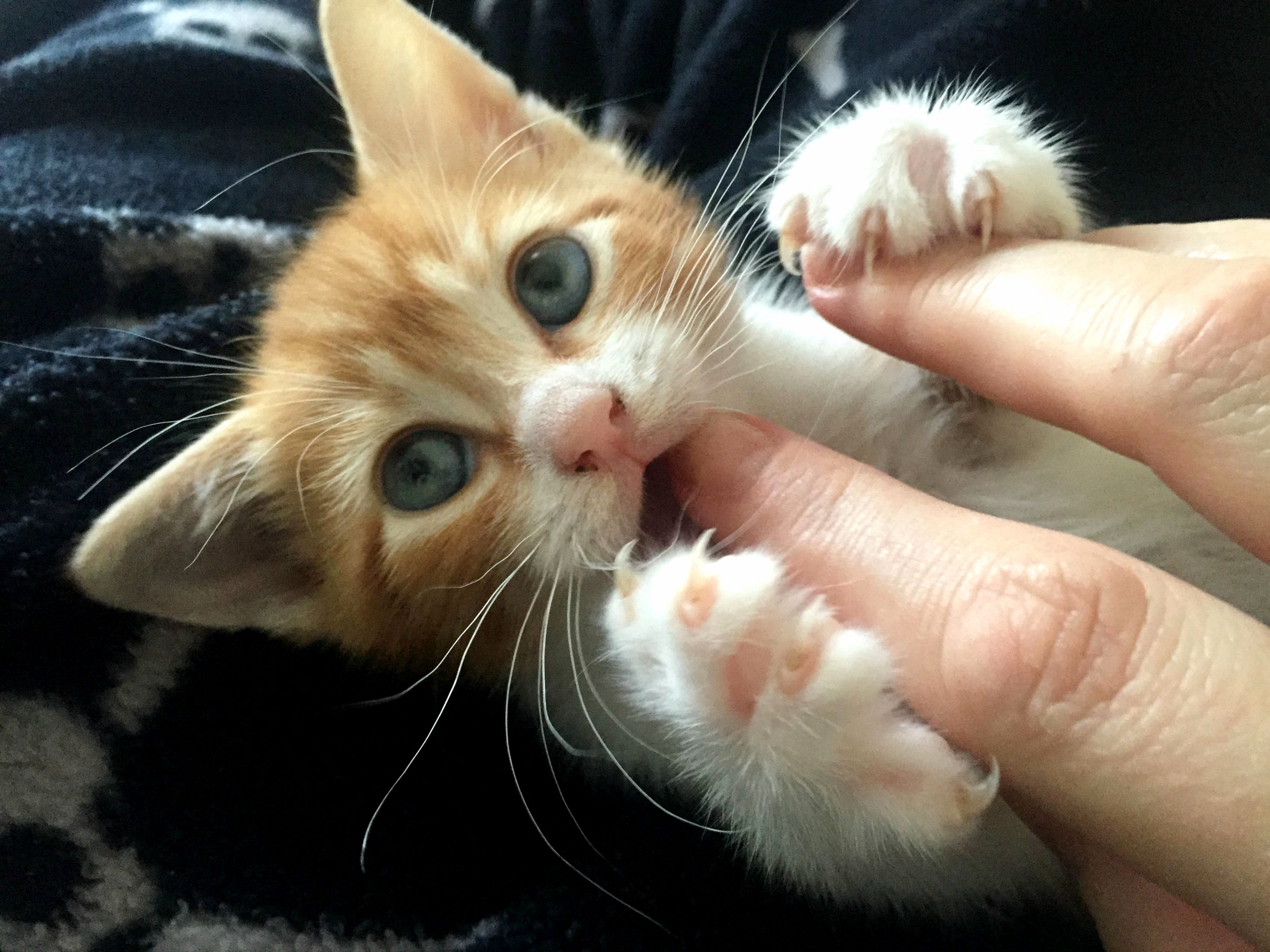 Meet Ginger Alan
