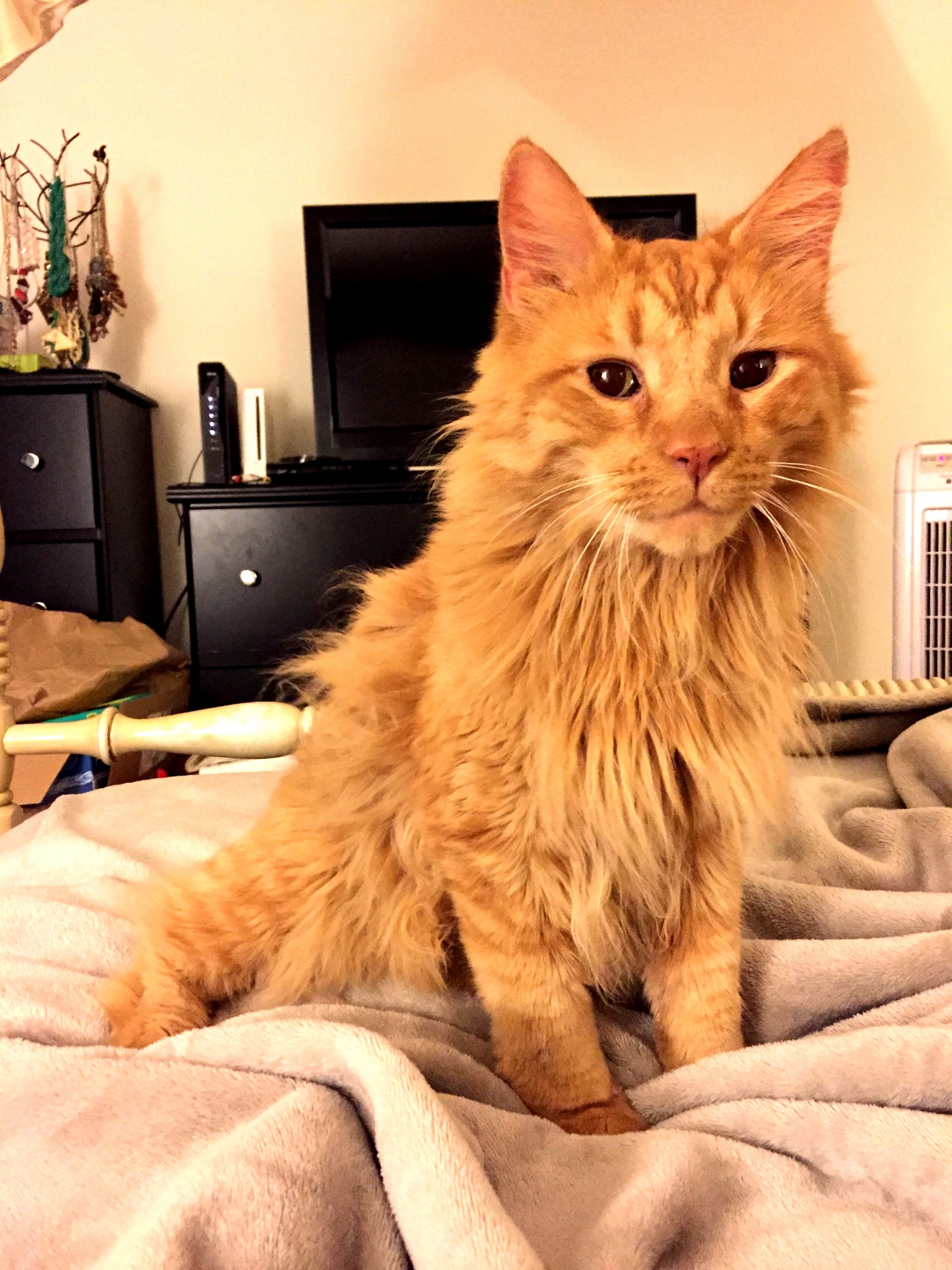 Meet Leo the Three-legged Mini Lion.