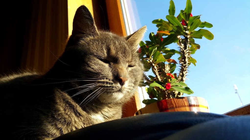 Meet Mia
