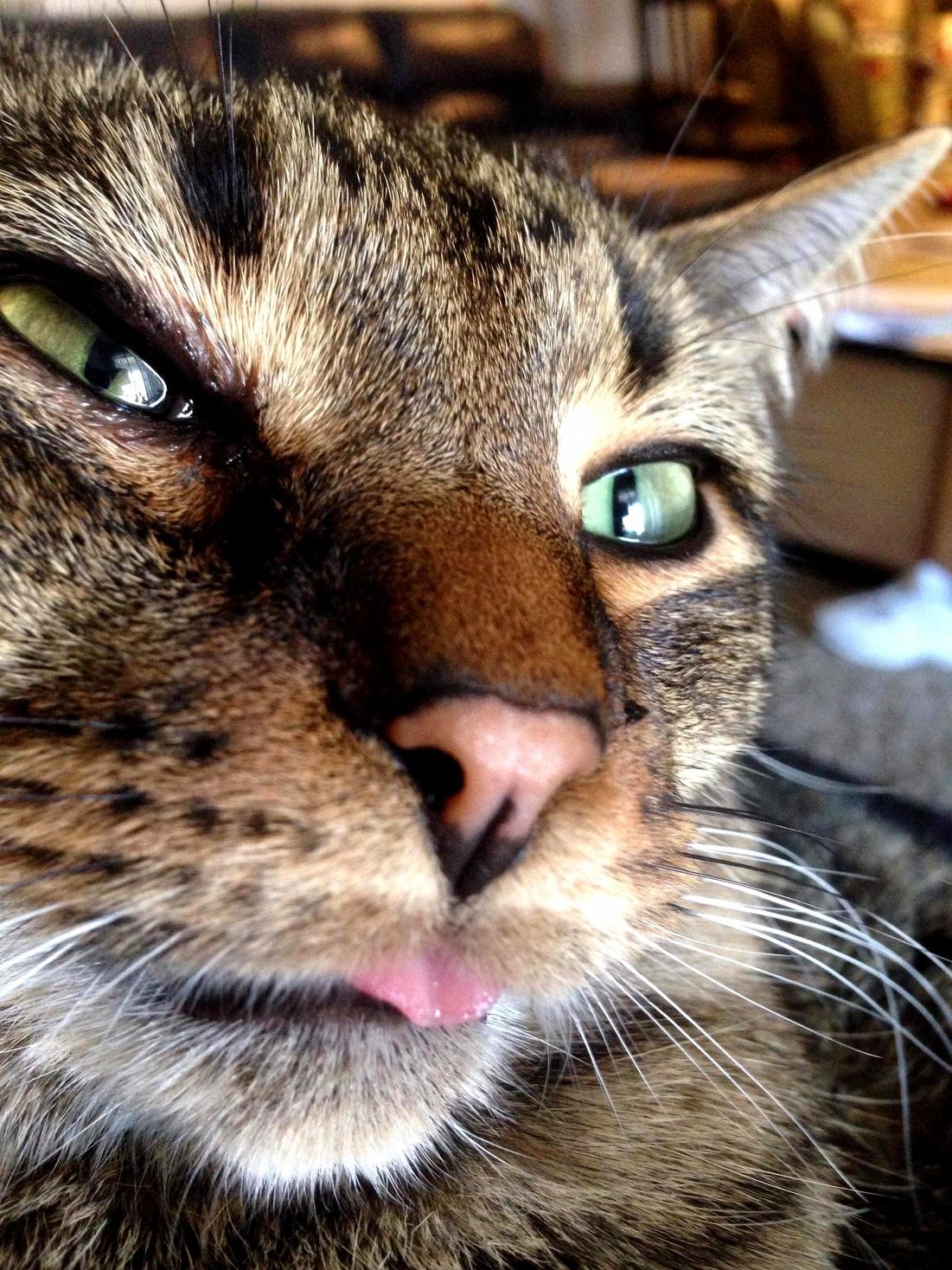 Meet Mitt. Sometimes His Tongue Gets Stuck.